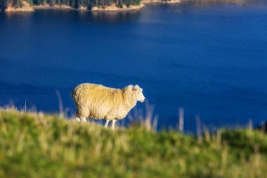 Yeşil dağ çayırındaki koyunlar, Yeni Zelanda 'daki kırsal alan.