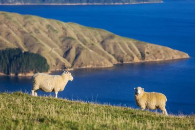 Yeşil dağ çayırındaki koyunlar, Yeni Zelanda 'daki kırsal alan.