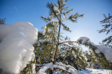 Kış mevsiminde karla kaplı orman manzarası. Noel arkaplanı için iyi.