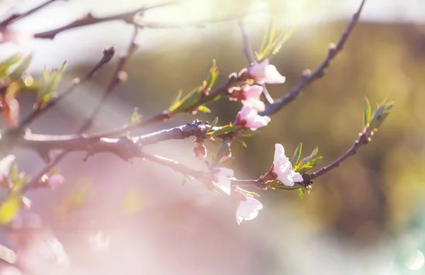 Flores Del Cerezo Floreciendo Jardín Primavera Fondo Primavera — Foto de Stock