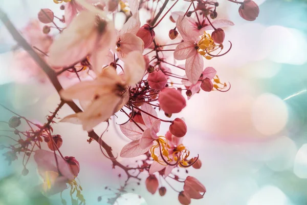 Cassia Fistula Árvore Flor Estação Primavera Havaí Eua Fundo Primavera — Fotografia de Stock