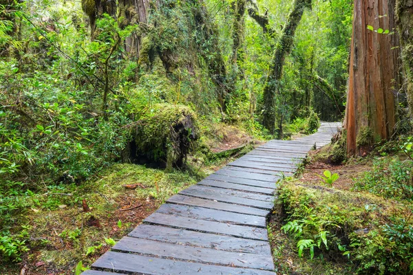 Paseo Marítimo Madera Bosque — Foto de Stock