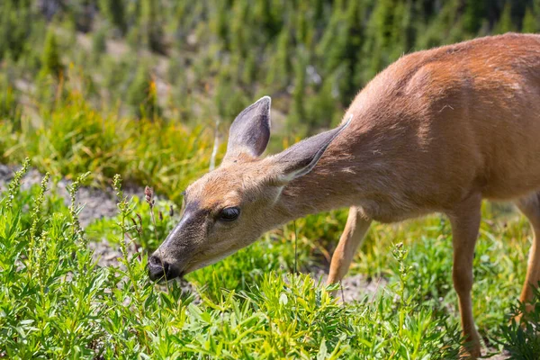 Deer Autumn Meadow Usa — Stock Photo, Image