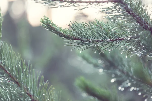 Pittoresca Foresta Innevata Inverno — Foto Stock