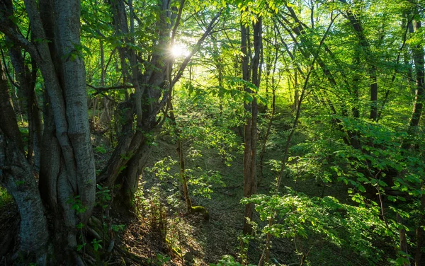 Grüner Wald Mit Dichter Vegetation Frühling — Stockfoto
