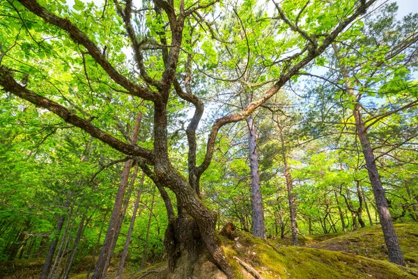 Forêt Verte Avec Végétation Dense Printemps — Photo