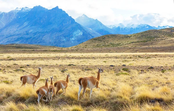 Wild Guanaco Lama Guanicoe Patagonia Prairie Chile South America — стокове фото