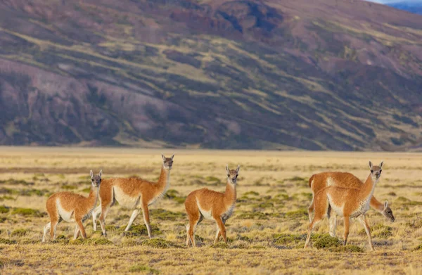 Wild Guanaco Lama Guanicoe Patagonië Prairie Chili Zuid Amerika — Stockfoto