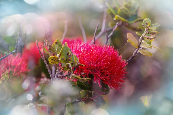 Fabryka Srebra Parku Narodowym Haleakala Wyspie Maui Wyspy Hawajskie Usa — Zdjęcie stockowe