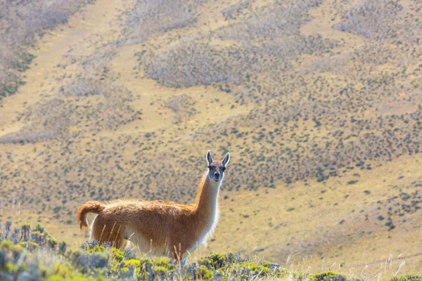 智利巴塔哥尼亚草原的野生瓜纳科 Lama Guanicoe — 图库照片