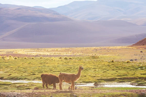 玻利维亚偏远地区的美洲驼 — 图库照片