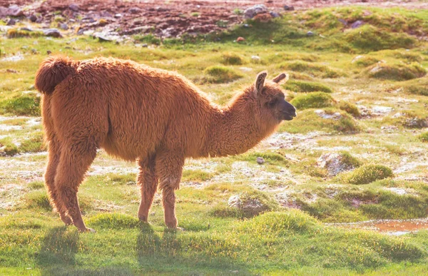 Llama Zona Remota Bolivia —  Fotos de Stock