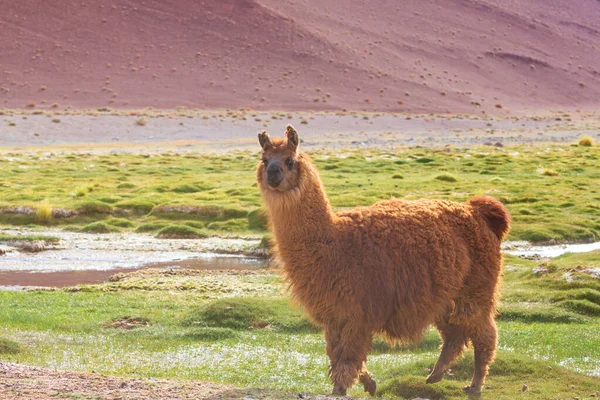 Llama Remote Area Bolivia — Stock Photo, Image