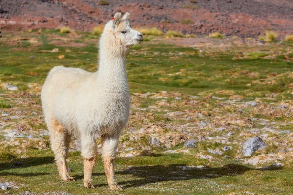 Llama Remote Area Bolivia — Stock Photo, Image