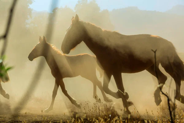 Troupeau Chevaux Dans Prairie Montagne — Photo