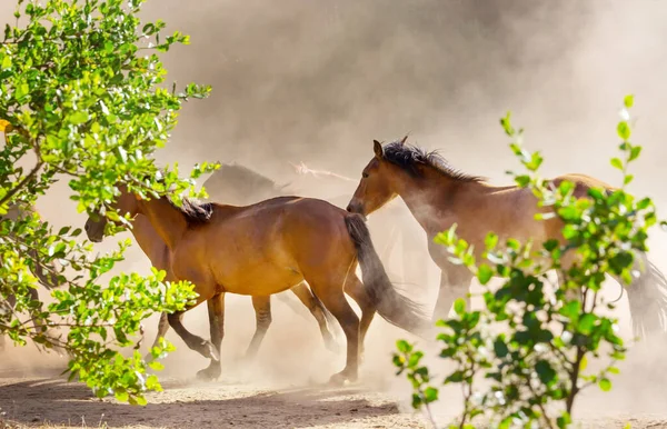 Efectivo Cavalos Prado Montanha — Fotografia de Stock