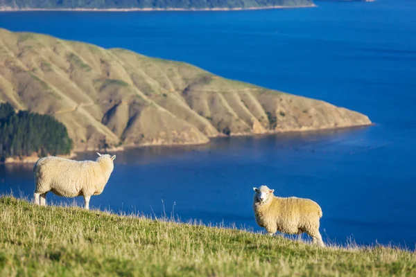 Sheep Green Mountain Meadow Rural Scene New Zealand — Stock Photo, Image