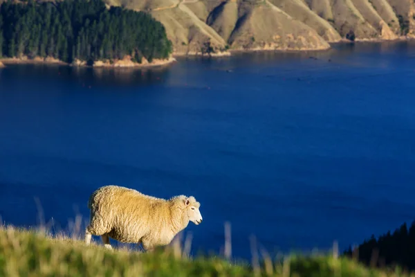 Sheep Green Mountain Meadow Rural Scene New Zealand — Stock Photo, Image