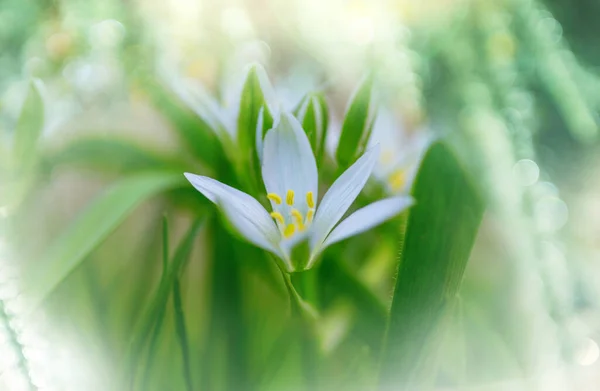 Small Snowdrop Spring Season Green Background — Stock Photo, Image