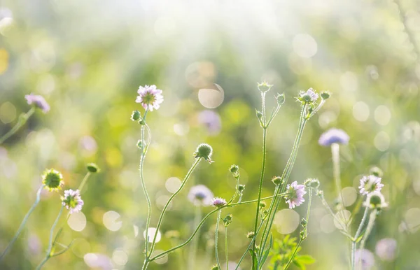 阳光灿烂的日子在花草甸上 美丽的自然背景 — 图库照片