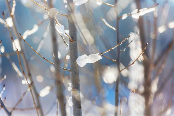 Stagione Invernale Nella Foresta Nella Giornata Sole — Foto Stock
