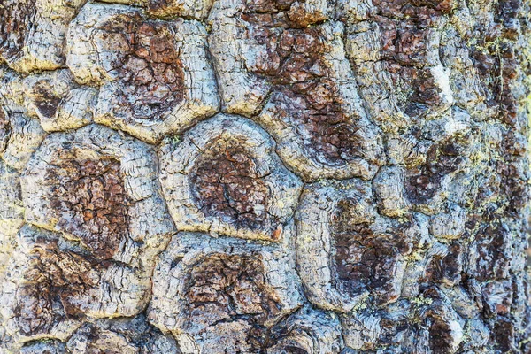 Brown Wood Texture Background Araucaria Cortex — Stock Photo, Image