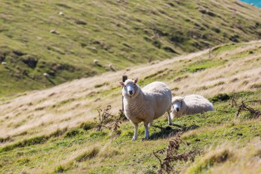 Yeşil dağ çayırındaki koyunlar, Yeni Zelanda 'daki kırsal alan.