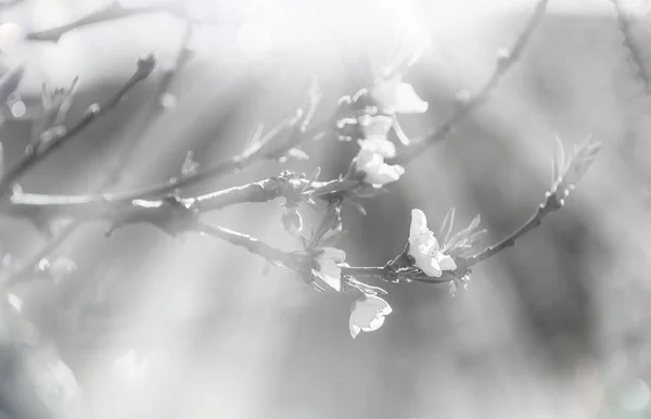 Kwitnące Drzewo Wiosennym Ogrodzie Piękne Wiosna Naturalne Tło — Zdjęcie stockowe