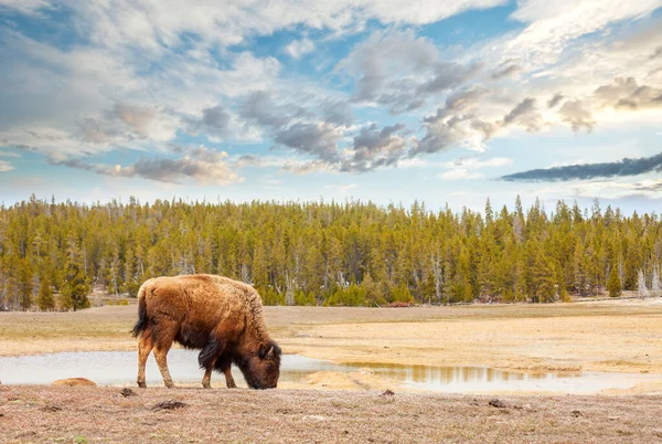 Buffalo Selvagem Parque Nacional Yellowstone Eua — Fotografia de Stock