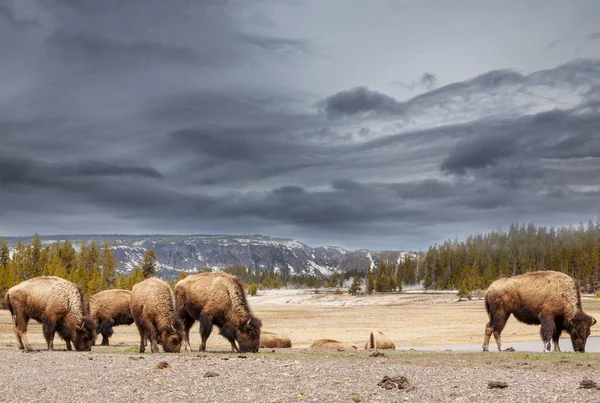 Wild Buffalo Yellowstone National Park Usa — Stockfoto