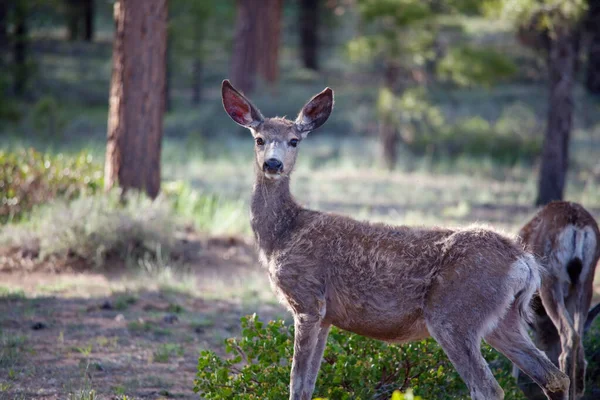 Rehe Wald Usa — Stockfoto