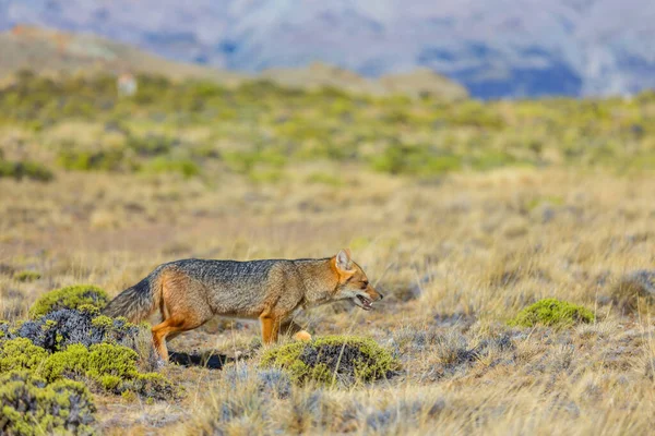 South American Gray Fox Lycalopex Griseus Patagonian Fox Patagonia Mountains — Stock Photo, Image