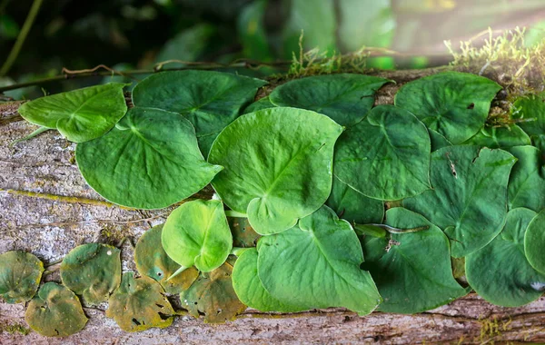 Folhas Verdes Fecham Jardim — Fotografia de Stock