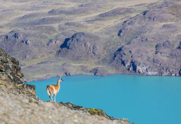 Wild Guanaco Lama Guanicoe Pradera Patagonia Chile América Del Sur —  Fotos de Stock