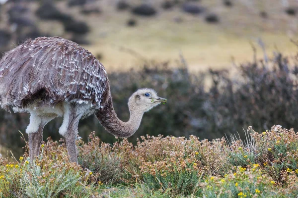 Struzzo Maggiore Rhea Nandu Vicino Parco Nazionale Torres Del Paine — Foto Stock