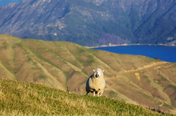 Schafe Auf Der Grünen Bergwiese Ländliche Szenerie Neuseeland — Stockfoto