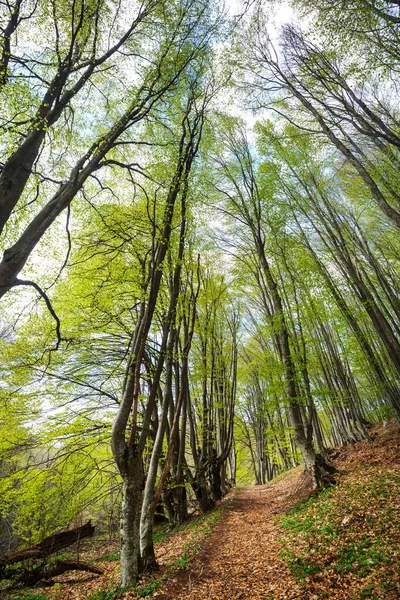 Beaux Paysages Boisés Fleurs Printanières Dans Forêt — Photo