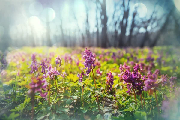 Lindas Paisagens Florestais Flores Primavera Floresta — Fotografia de Stock