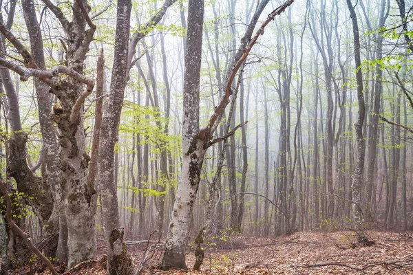 Beaux Paysages Boisés Fleurs Printanières Dans Forêt — Photo