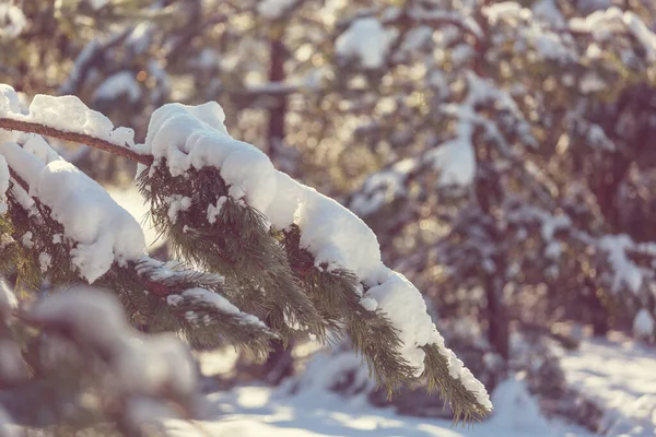 Scenic Lumen Peittämä Metsä Talvikaudella Hyvä Joulun Tausta — kuvapankkivalokuva