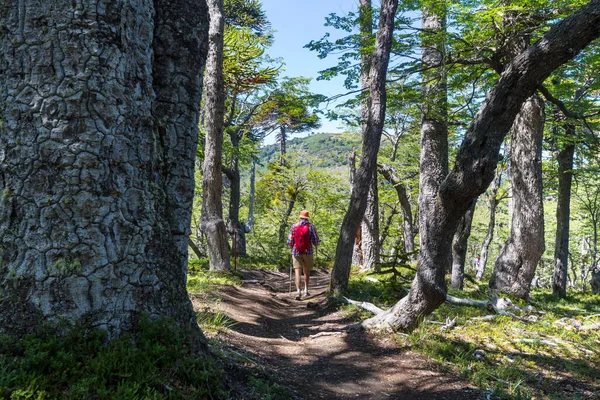 Uomo Escursione Nella Regione Dei Vulcani Araucania Cile Sud America — Foto Stock