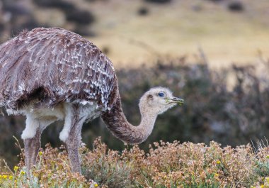 Büyük rhea ya da nandu devekuşu Torres del Paine Ulusal Parkı yakınlarında, Şili