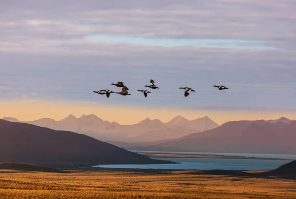 Kuşlar Arjantin Güney Amerika Daki Patagonya Dağları Üzerinde Uçuyorlar — Stok fotoğraf