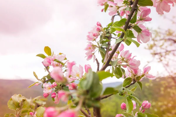 Virágzó Tavaszi Kertben Gyönyörű Tavasz Természeti Háttér — Stock Fotó