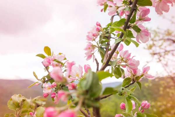 Árvore Florescente Jardim Primavera Bela Primavera Fundo Natural — Fotografia de Stock