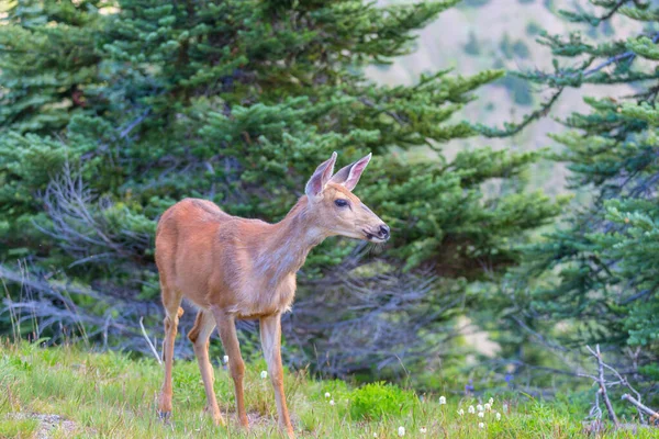 Vildhjort Skogen Usa — Stockfoto