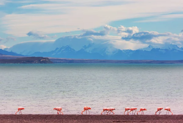 Piękny Różowy Flaming Górach Brzeg Jeziora Góry Patagonia Chile — Zdjęcie stockowe