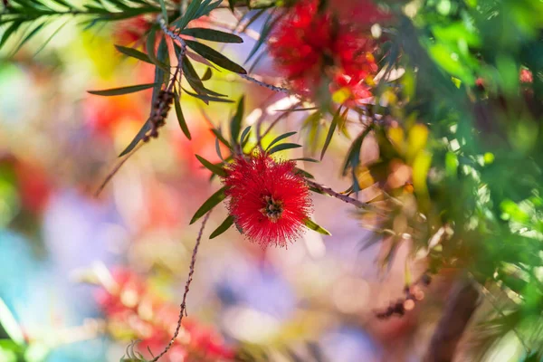 Incredibile Fiore Colorato Nel Giardino Estivo — Foto Stock