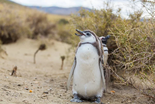 Magellanic Penguin Spheniscus Magellanicus Patagonia — Stock Photo, Image