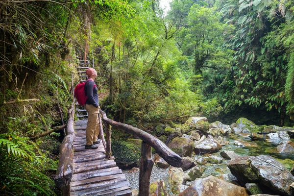 Riesiger Baum Regenwald Wunderschöne Landschaften Pumalin Park Carretera Austral Chile — Stockfoto